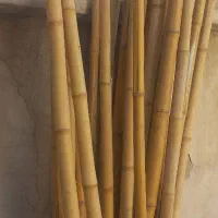 نی بامبو