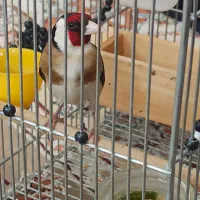 سهره سر سیاه دهن زن