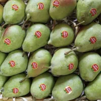 گلابی بیرونی قزوین