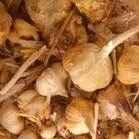 سیر بذری