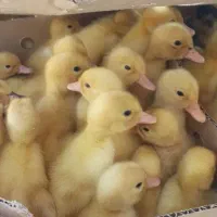 اوردک جوجه رنگی
