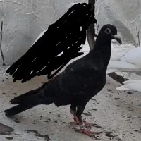 جوجه طوقی سیاه پلاکی