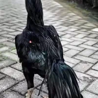مرغ وخروس فوری