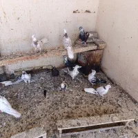 25عدد کبوتر خوب و پرشی