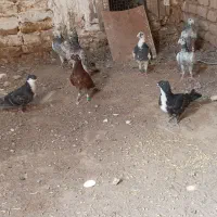 کفتر
