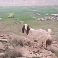 ۴عدد بره ویک عدد قوچ برای قربانی