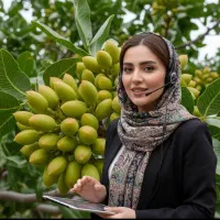 فروش ویژه انواع نهال گردو سه ساله 150تومان