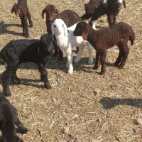 بره علفخور  بره شیری  بره  میش وبره  بز گاو مرغ