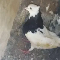 طوقی  سیاه