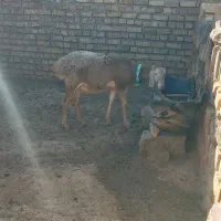 بره ماده چینی اصیل