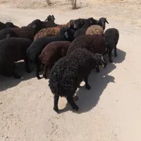 مرغ گوسفند و خروس زنده جهت قربانی
