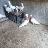 کبوتر طوقی