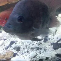 ماهی فلاورقیمت پایین هرچی شما گفتین