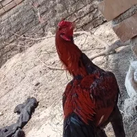 خروس لاری