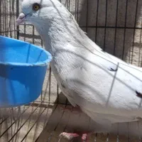 دو عدد کفتر