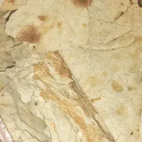 نان خشک