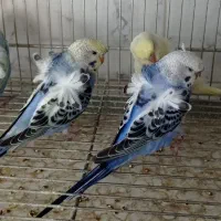مرغ عشق پروانه ای بالغ
