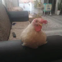 مرغ بازی گوش آپارتمانی تو قفس نگهداری میشه