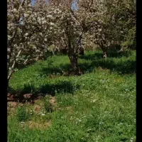 باغچه 300 متری جاده دانشگاه