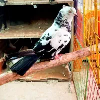 کبوتر ماده