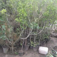 نهال زیتون تلخ ۲۰۰ت،توت۲۰۰، گردو۱۵۰،زبان گنجشک۱۵۰