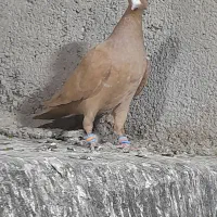 زردسرخ