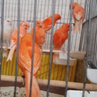 قناری ردفاکتور وبرنو