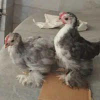 جوجه کوشین خالص