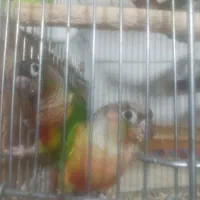 طوطی گرنجیک مولد