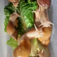 حلزون  البینو