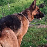 سگ از نژاد ژرمن در شهرستان جدید مهستان گمشده