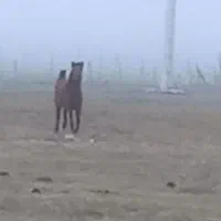 اسب|اسب و تجهیزات اسب‌سواری|نمین, |دیوار