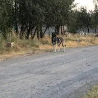 سگ سرابی ماده