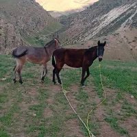 خرید،فروش ومعاوضع