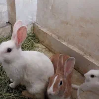 یک جفت خرگوش نروماده