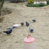 کبوتر پلاکی