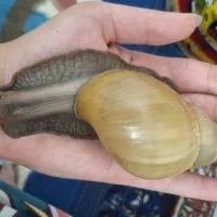 حلزون پرورشی