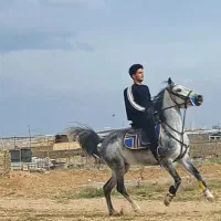 مادیان کرد
