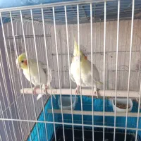 عروس هلندی