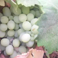 انگور لایزنگان