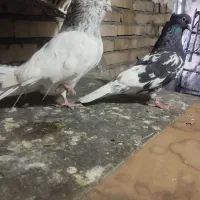 3عدد کفتر پرش و جفتگاه