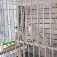 عروس هلندی نرو ماده به شرط تخم و جوجه