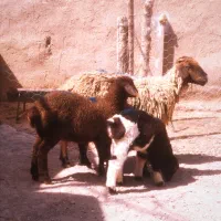 میش جوان بره دار فروشی