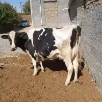 گاوشیری