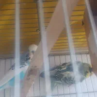 مرغ عشق نرماده وماده قناری
