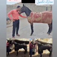 مادیان ترکمن18ماهه