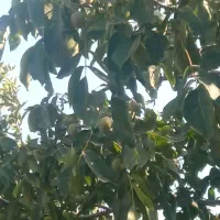 فروش-زمین-یا-معاوضه