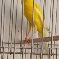 قناری نر طلایی کشیده بلند  درجه یک