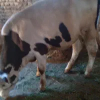 گاو ماده سیمیتال