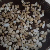 ثعلب کوهی